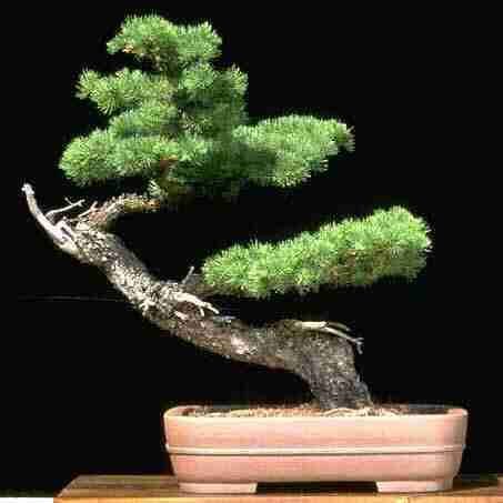 Larix laricina or Tamarack (American or Eastern Larch) Bonsai Tree Seeds