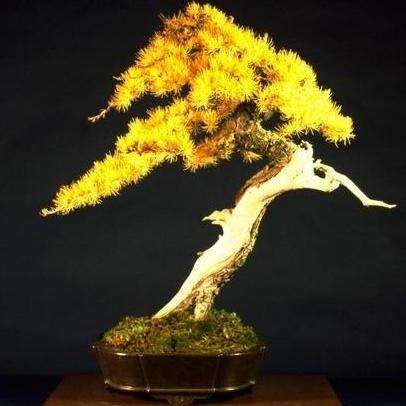 10 Larix laricina or Tamarack (American or Eastern Larch) Bonsai Tree Seeds