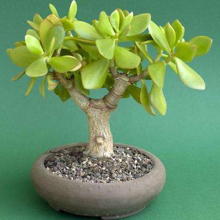 JADE TREE - Crassula ovata Bonsai Seeds - Indigenous Succulents