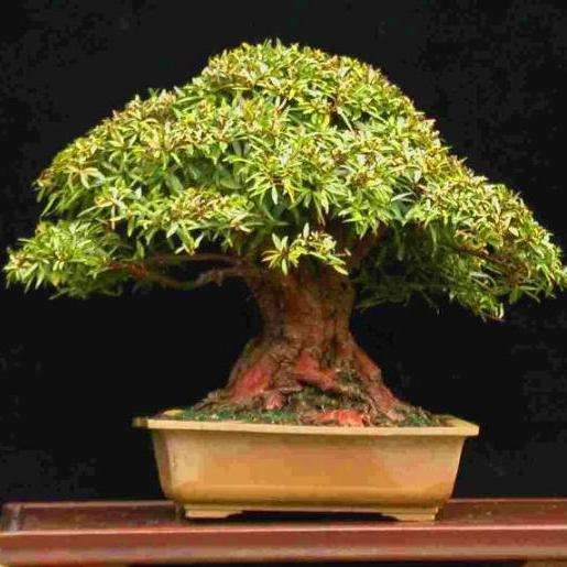 10 Ficus sur Bonsai Tree Seeds - Indigenous