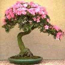 Ehretia amoena Bonsai Tree Seeds - Indigenous