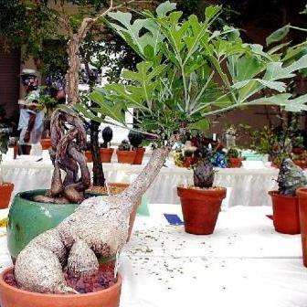 Cussonia paniculata Seeds ~ Mountain Cabbage Bonsai Tree Seeds