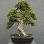 10 Acacia erubescens Bonsai Seeds - Indigenous South African Native Thorn Tree