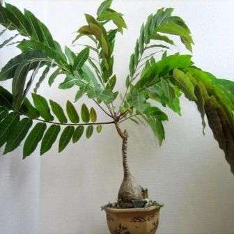 Kirkia wilmsii Tree Seeds ~ Mountain Kirkia, Wild Pepper Tree, Mountain Seringa - Indigenous