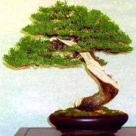 Cupressus sempervirens or Italian Cypress Bonsai Seeds