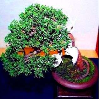 10 Cupressus sempervirens or Italian Cypress Bonsai Tree Seeds