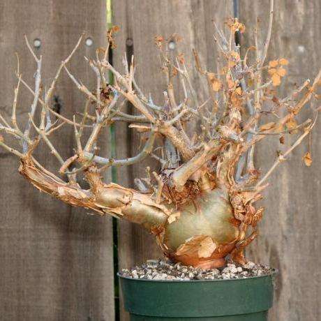 Elephant Tree Bonsai Seeds (Bursera fagaroides) - Fragrant Bursera