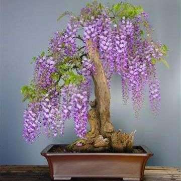 10 Tree Wisteria Bonsai Seeds (Bolusanthus speciosus) - Indigenous