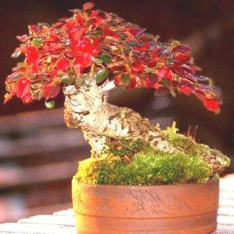 10 Cotoneaster microphyllus or Smallleaf Cotoneaster Bonsai Tree Seeds