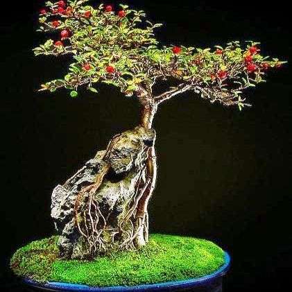 Cotoneaster microphyllus or Smallleaf Cotoneaster Bonsai Tree Seeds