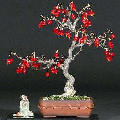 Sargent Crabapple (Malus sargentii) Bonsai Tree Seeds - Exotic Frost Hardy