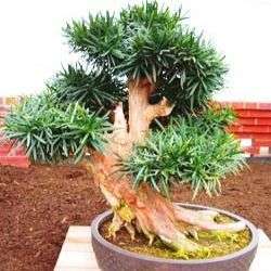 10 Podocarpus falcatus (Outeniqua Yellowwood) Bonsai Tree Seeds - Indigenous