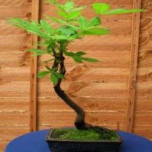 10 Sterculia africana (African Star Chestnut) BONSAI SEED