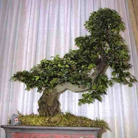 Ehretia rigida Bonsai Tree Seeds - Indigenous Puzzle Bush - Sweetly scented lavender flowers