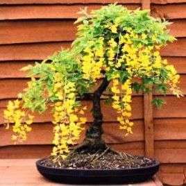 10 Goldenrain Tree Bonsai Seeds, Laburnum anagyroides - Goldenchain Tree Seed