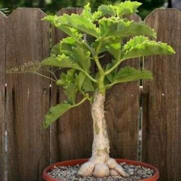 Cyphostemma quinatum Seeds - Succulent Caudiciform Succulent