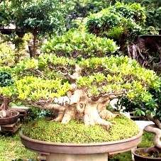 10 Ficus ingens Bonsai Tree Seeds - Red-leaved Rock Fig - Indigenous