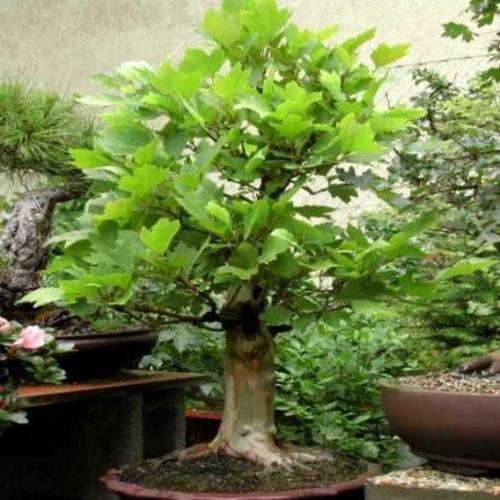 10 American sycamore Bonsai Seeds, Platanus occidentalis - American Plane Tree or Buttonwood Seeds