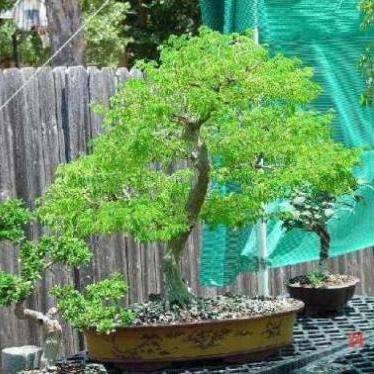 5 Monkeypod or Rain Tree Seeds, Samanea saman Bonsai Seeds