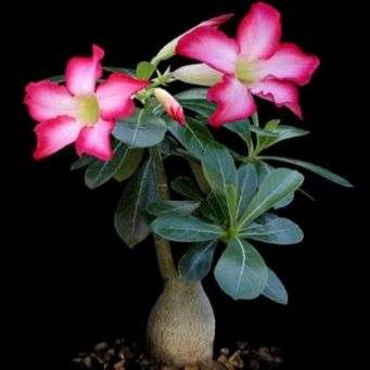 Desert Rose (Adenium obesum) Seeds (Bonsai) - Succulents