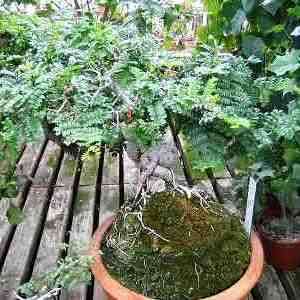 10 Karoo boer-bean - Schotia afra Bonsai Tree Seeds - Indigenous