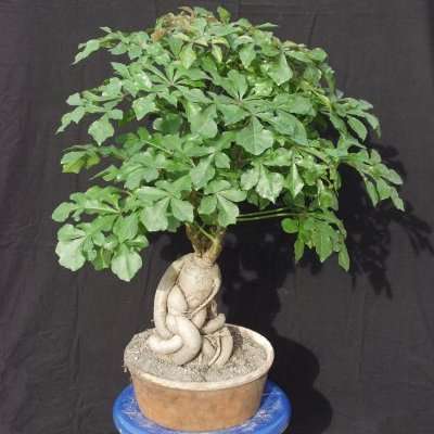 Cussonia sphaerocephala Bonsai Tree Seeds - Indigenous