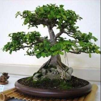 10 Ficus burtt-davyi Bonsai Tree Seeds - Indigenous South African Fig Tree Seeds