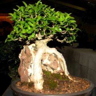 Ficus burtt-davyi Bonsai Tree Seeds - Indigenous South African fig Tree Seeds
