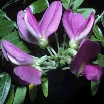 10 Mundulea sericea, Cork Bush Shrub Seeds - Indigenous - Hedge Shrub - Easy Bonsai