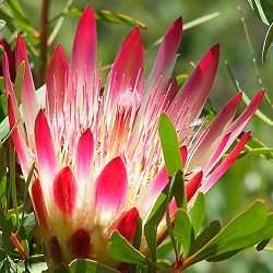 Protea repens Seeds (Sugarbush) Red Form - Indigenous to South Africa - Worldwide Delivery