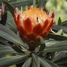 Protea caffra Seeds ~ Common Sugar Bush - Indigenous