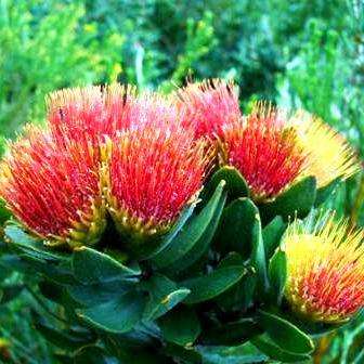 10 Leucospermum oleifolium Seeds - Protea Family - Indigenous