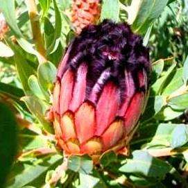 10 Protea laurifolia Seeds - Indigenous