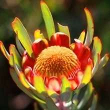10 Protea canaliculata Seeds - Indigenous