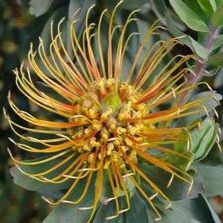 Leucospermum catherinae Seeds - Catherine-wheel Pincushion - Protea Family - Indigenous