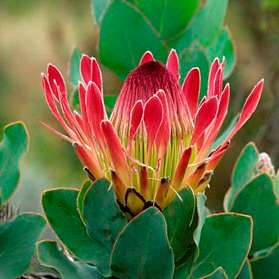 10 Protea eximia Seeds (Broadleaf Sugarbush) - Indigenous