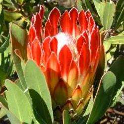 10 Protea obtusifolia Seeds - Indigenous