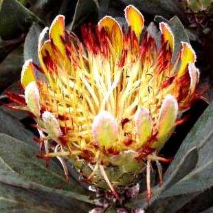 10 Protea roupelliae Seeds - Silver sugarbush - Indigenous