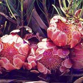 Protea decurrens Seeds ~ Linear-leaf Sugarbush - Indigenous