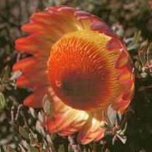 5 Protea sulphurea Seeds - Buy Indigenous Protea Seeds + GET FREE SEEDS!