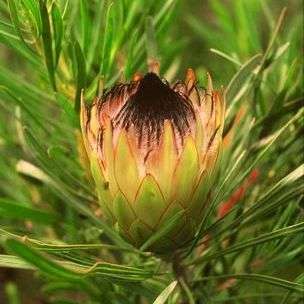 10 Long-leaf Sugarbush - Protea longifolia Seeds - Indigenous
