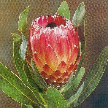 Protea burchellii Seeds (Burchill's Sugarbush) - Indigenous