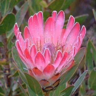 10 Protea compacta Seeds (Bot River Sugarbush) - Indigenous