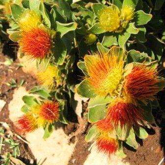 10 Leucospermum erubescens Seeds - Protea Family - Indigenous