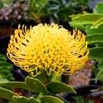 10 Leucospermum cordifolium Seeds - Yellow - Protea Family - Indigenous - Cut Flowers