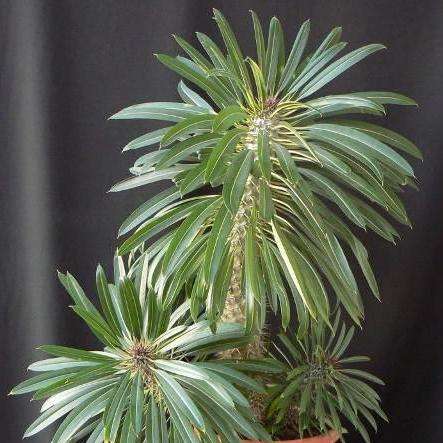10 Pachypodium lamerei Seeds - Madagascar Palm Tree - Succulents