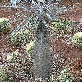 5 Pachypodium geayi Seeds - Indigenous Succulents