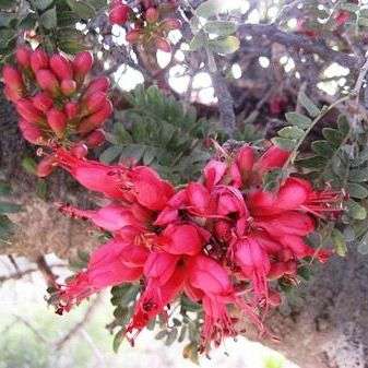 Karoo boer-bean - Schotia afra Tree Seeds - Indigenous