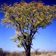 10 Colophospermum mopane Seeds ~ Mopanie or Turpentine Tree - Indigenous