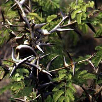 5 Acacia grandicornuta Seeds - Horned Thorn Tree - Beautiful Hardy Indigenous Tree